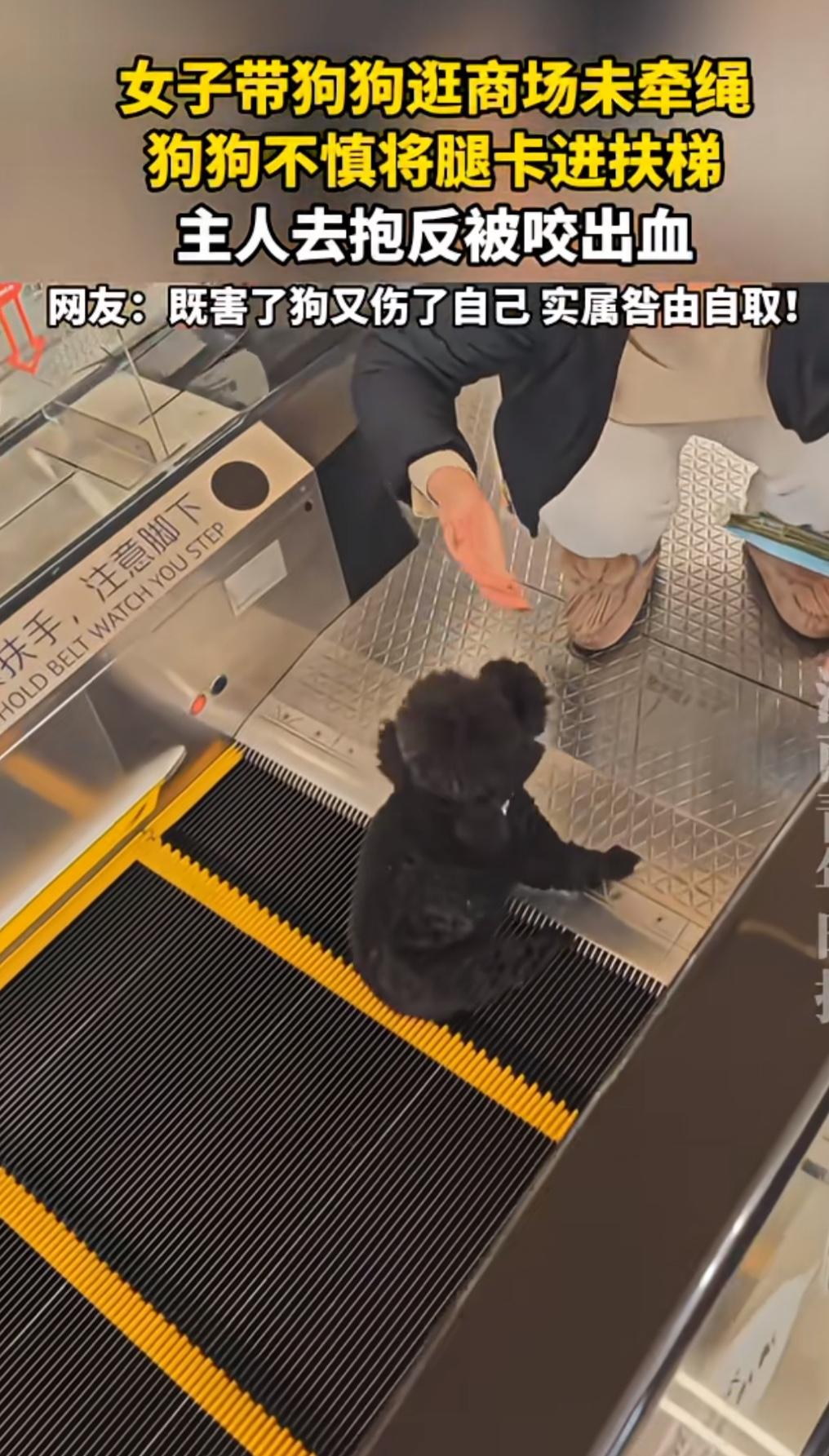 真害人啊！女子抱着没有牵绳的宠物狗狗去逛商场，结果坐扶梯的时候，狗狗突然从她的怀