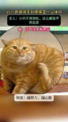 哈哈你看这15斤的大胖橘，浑身肉嘟嘟的，想挠痒痒，小爪子使劲往上抬。身上肉堆得