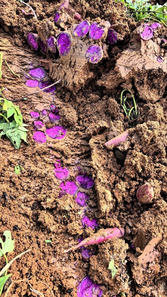 下地挖紫薯，没掌握挖的技巧和方法，几下操作，挖成这个样子🥲回家会不会被妈