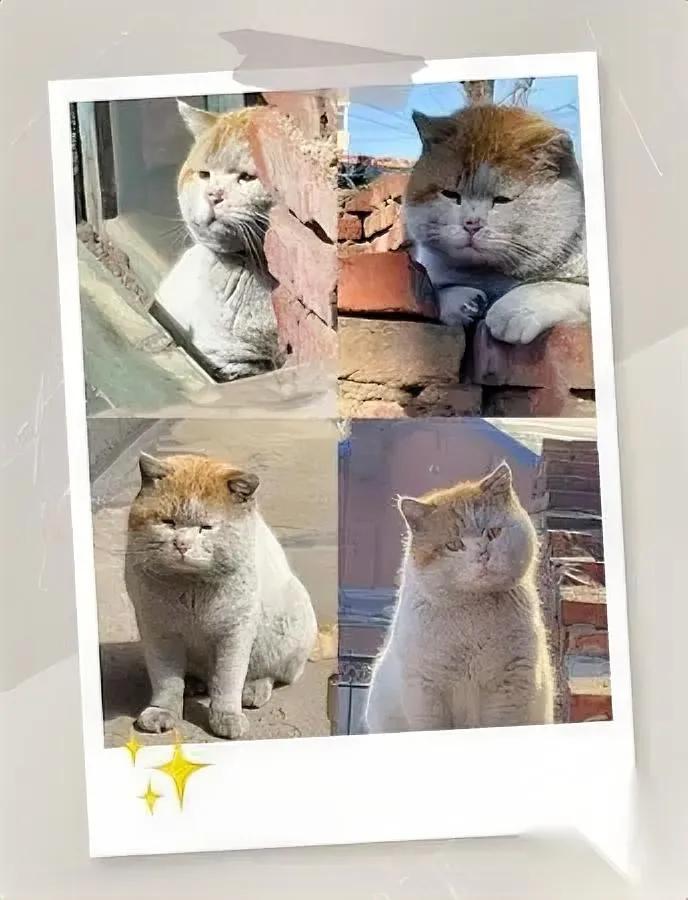 见过流浪猫但你见过这款不？我昨天在小区楼下碰着的三花，毛都打绺沾着灰，蹲