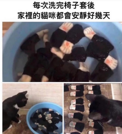 有时候真的会被猫猫梗图笑到​​​