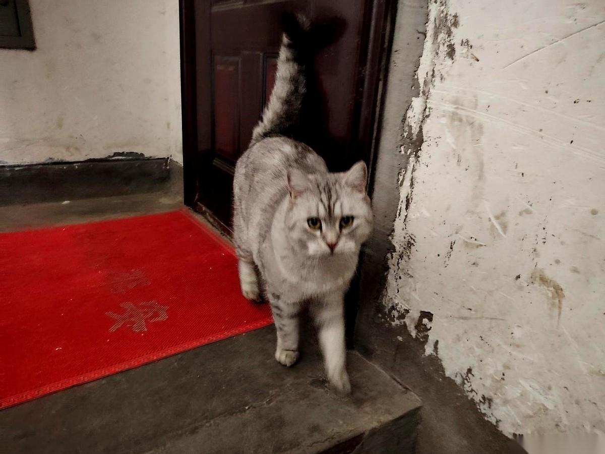 我今年六十，跟猫打了快五十年的交道。可以说，半辈子都活在猫咪的呼噜声里。什么