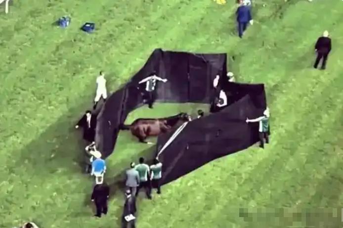 为什么马的腿断了必须死？一位养了10年马的师傅告诉我：90%的人都不知道，就算是