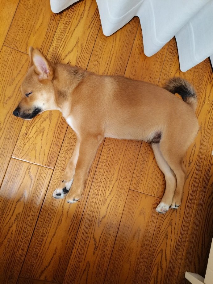 狗老板让我把狗退给他！！！​​​