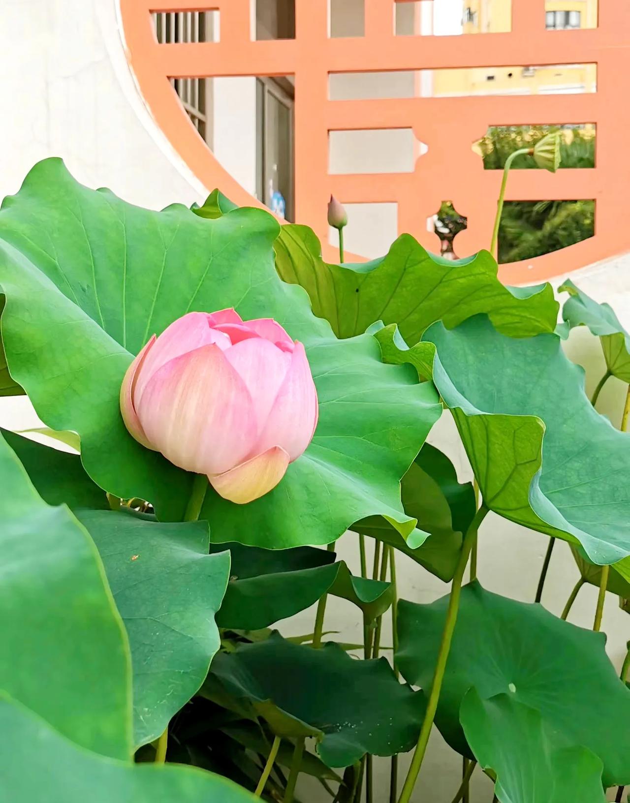 为什么在中小学自习课消失了？这是一个非常值得研究的问题，在很多年疫情自习课是