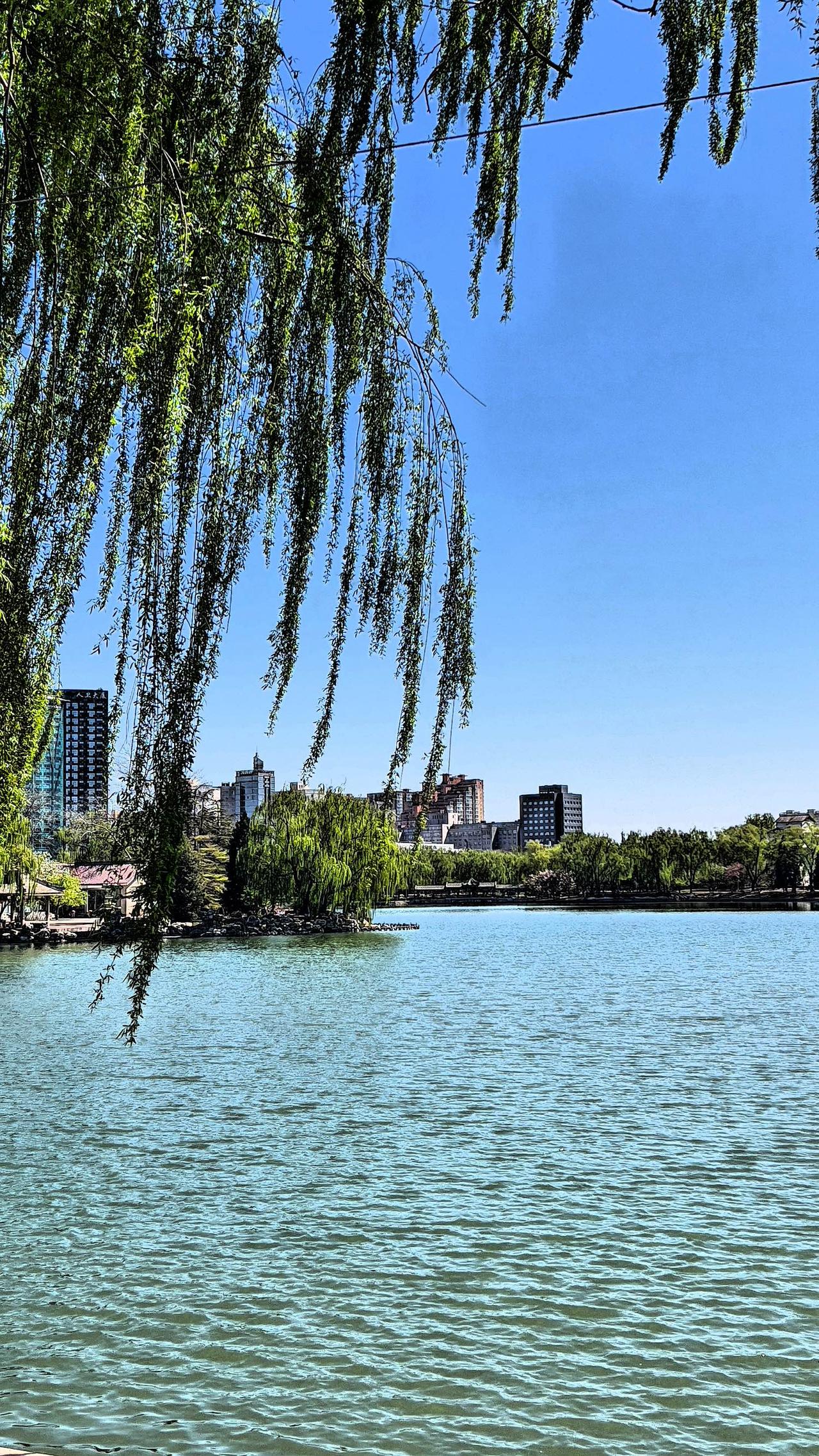 春日的龙潭湖公园简直是人间仙境！阳光洒在湖面上，波光粼粼，像撒了一湖碎金。微风轻