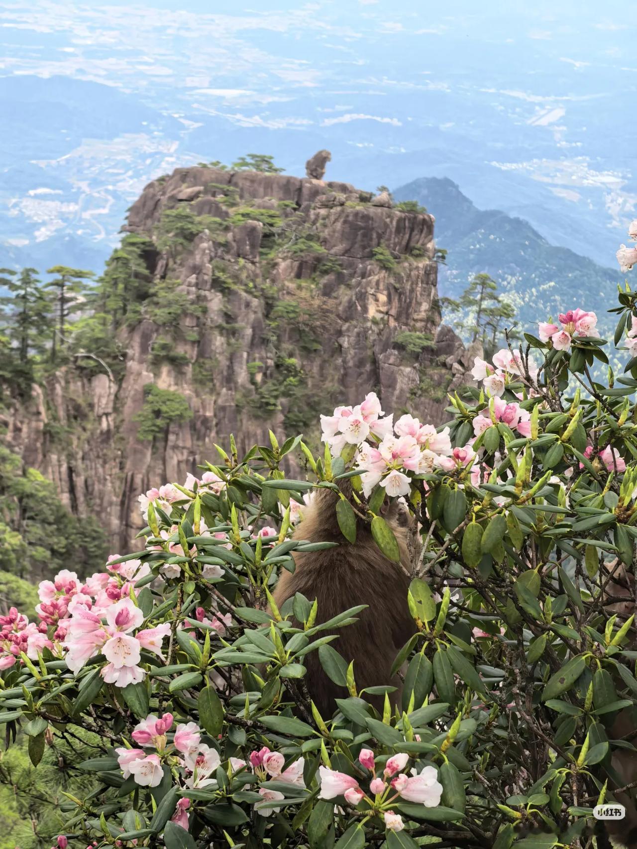 徐霞客没有骗我❗️登黄山天下无山❗️“登黄山，天下无山，观止矣”之前总觉得