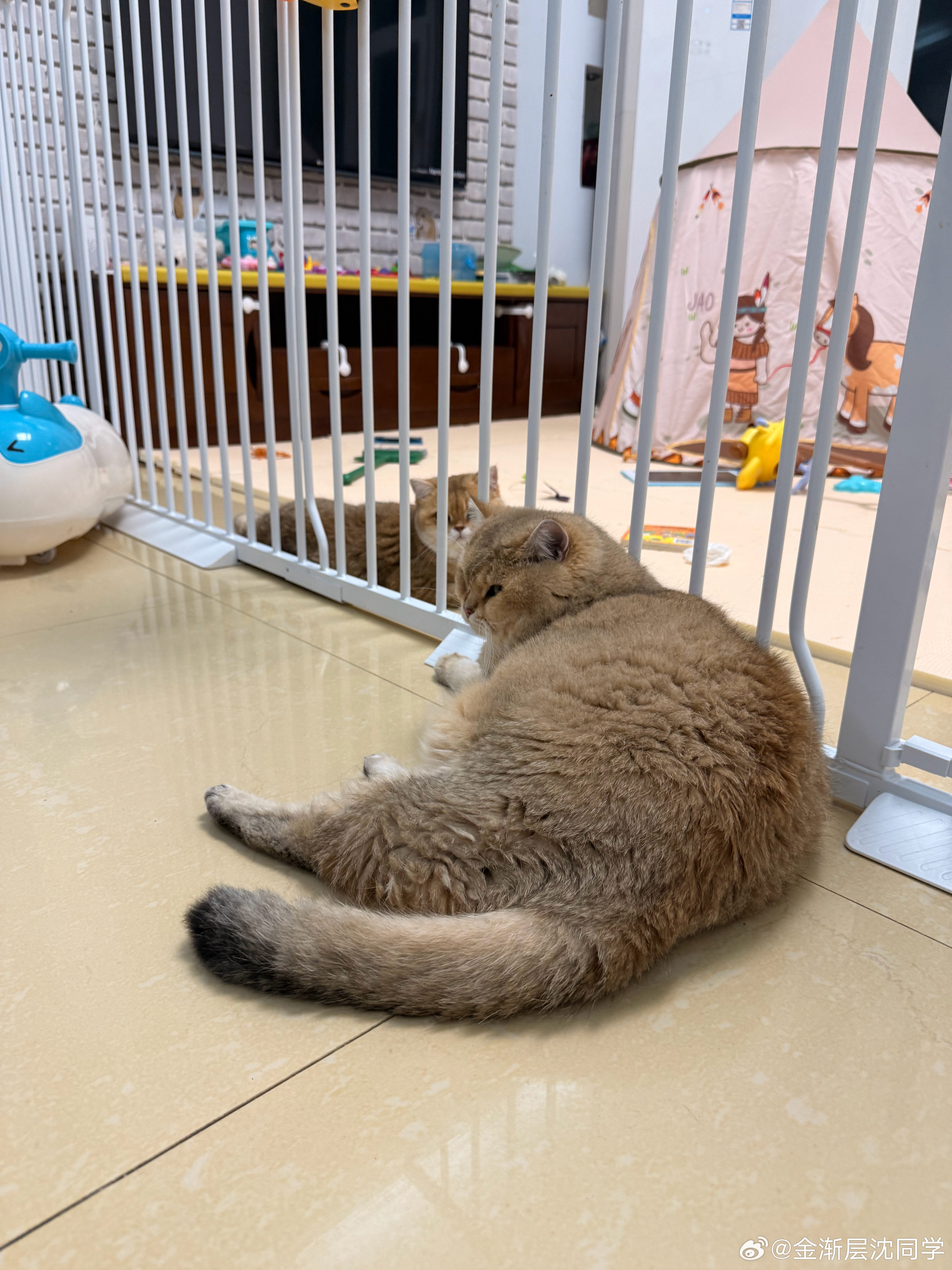 它进不去！萌宠猫咪中秋月圆遇萌宠​​​