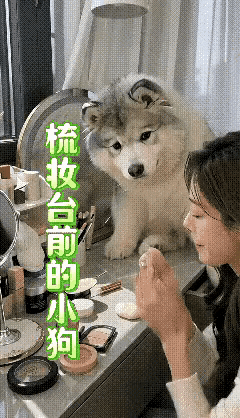 等着出门遛弯，主人却慢悠悠化妆，小狗的嫌弃眼神藏不住了！萌宠日常阿拉斯加