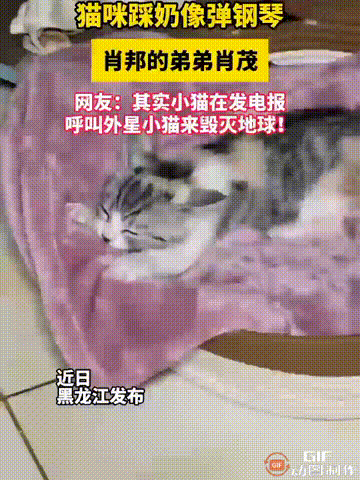太有趣了！黑龙江一名女子养了一只小猫，小猫趴在柔软的毯子上闭眼休息时，居然用爪子