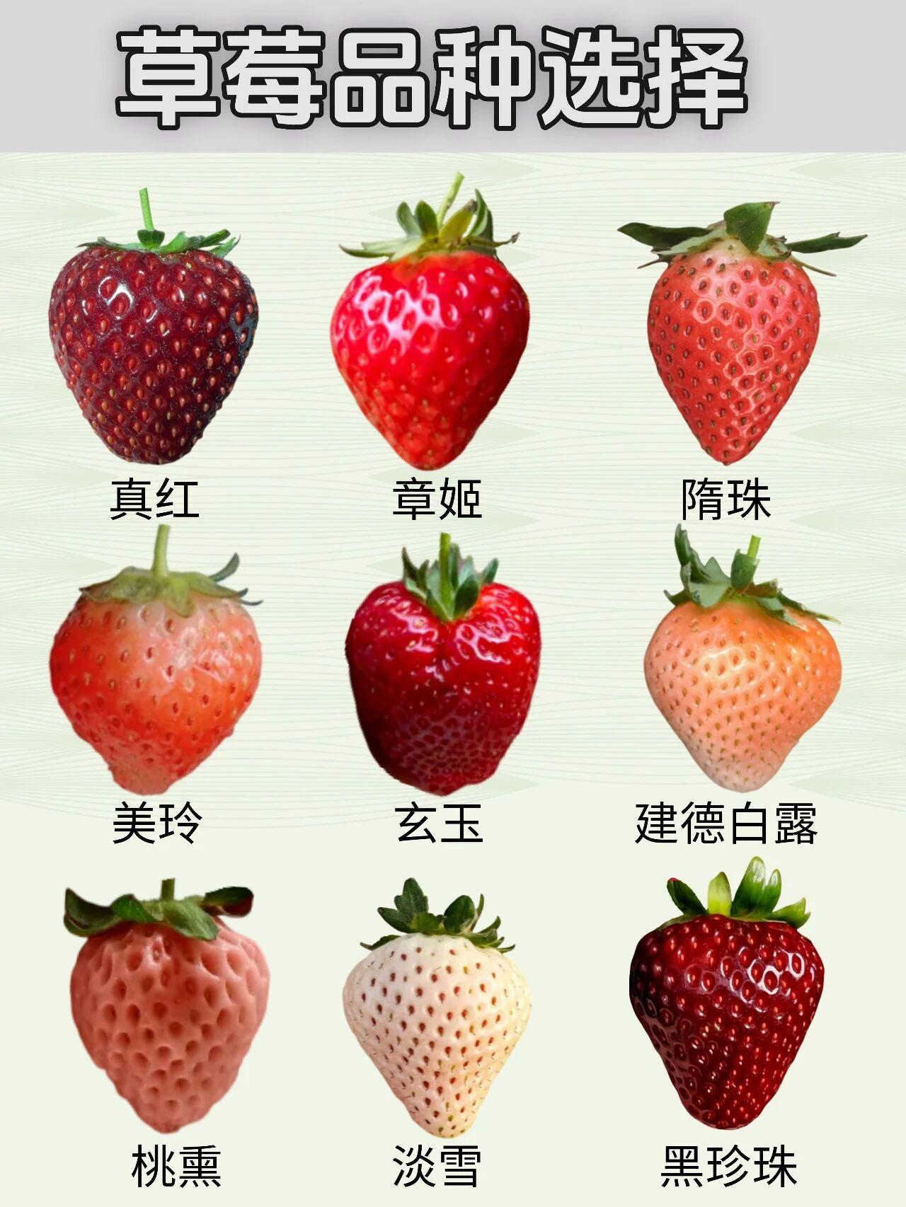 家庭盆栽草莓优先选择口感优、适应性强、抗病性好的品种，推荐如下：章姬（奶油草莓