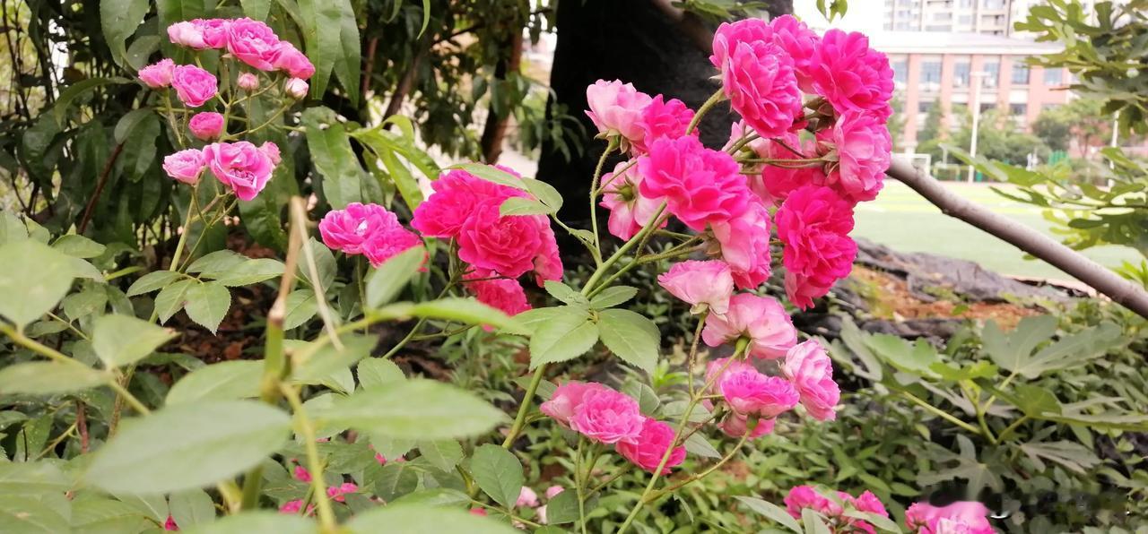 帮邻居张奶奶把菜送回家。她接过来直接就往冰箱里放。我劝她把菜从塑料袋里拿出来