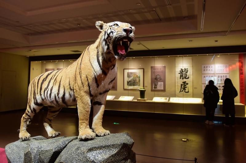 爱泼斯坦别墅内老虎标本栩栩如生！越逼真，越让人脊背发凉你敢看吗？爱泼斯坦曼