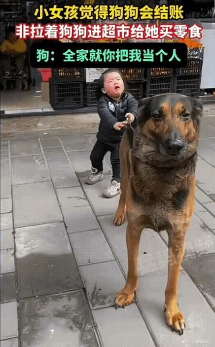 重庆这事儿可太逗了!小女孩哭着拽着自家狗狗往超市里冲,非得让狗狗给她买零食,大概