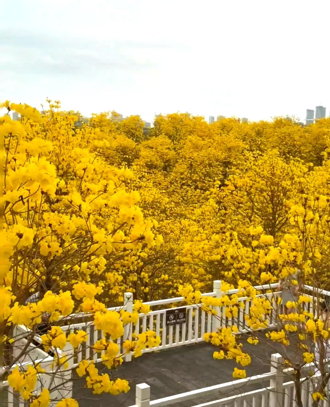 谁还没被青秀山的黄风铃美到？这几天简直是“黄金风暴”模式，整座山像被阳光裹住了，