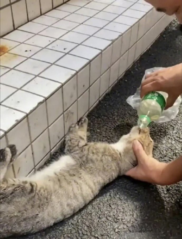早上去市场，见一只流浪猫抽搐、口吐白沫倒在地上——像误食了老鼠药。我赶紧买来醋，