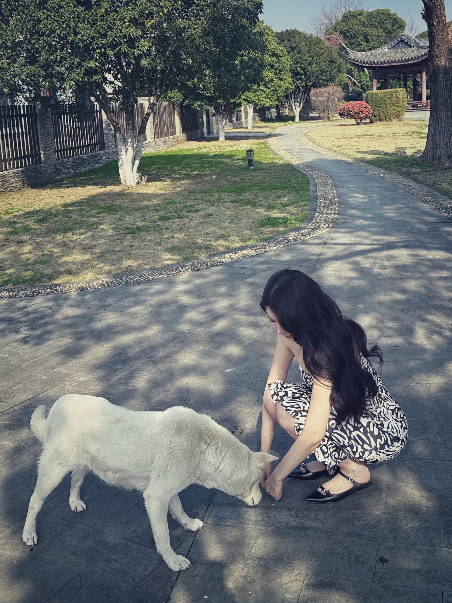 小区好风光（这只🐕每次偶遇就乖乖等着然后跟回家大吃一顿