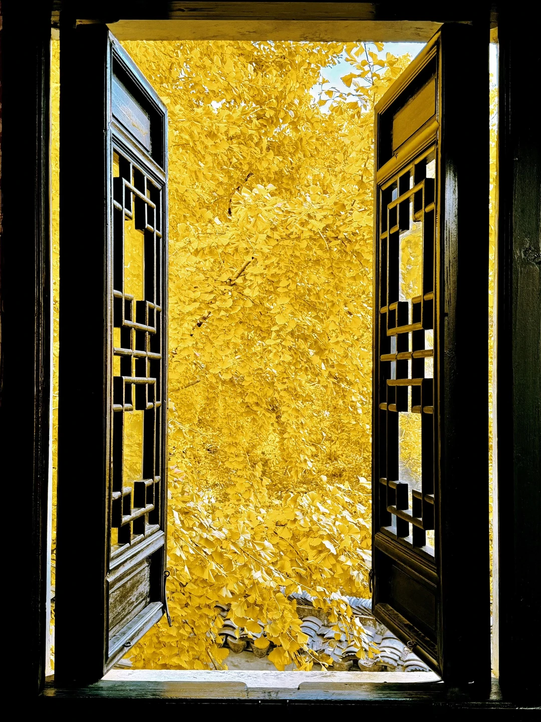 本以为苏州的园林秋景已经很美了！直到我……