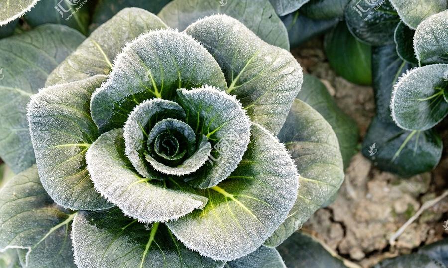 霜打菜好吃，像白菜、萝卜、菠菜这些常见蔬菜，被霜打后口感会变好。这是因为霜降后气