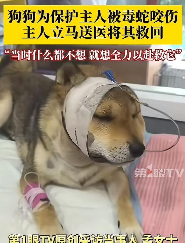 河北唐山，狗狗为救主人被毒蛇咬伤，主人抱着蛇毒发作的狗子冲往医院。主人：当时什么