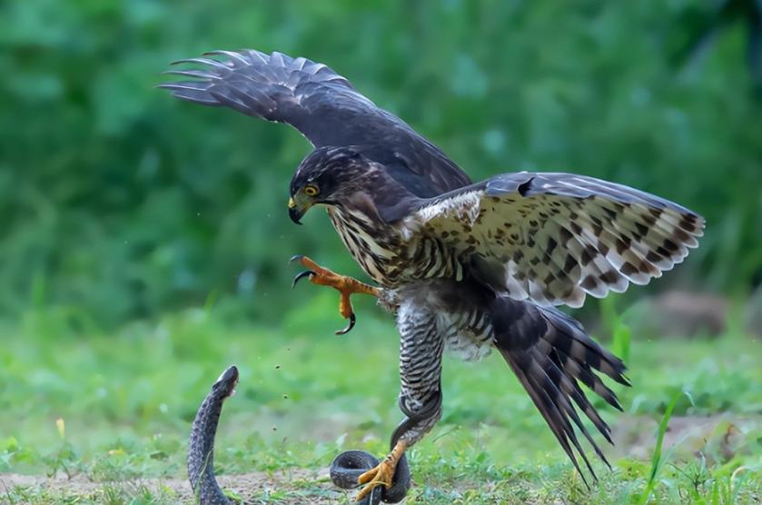 打蛇头会发生不好的事？一位养蛇40多年的老师傅告诉我，99%的人不知道，野外遇到