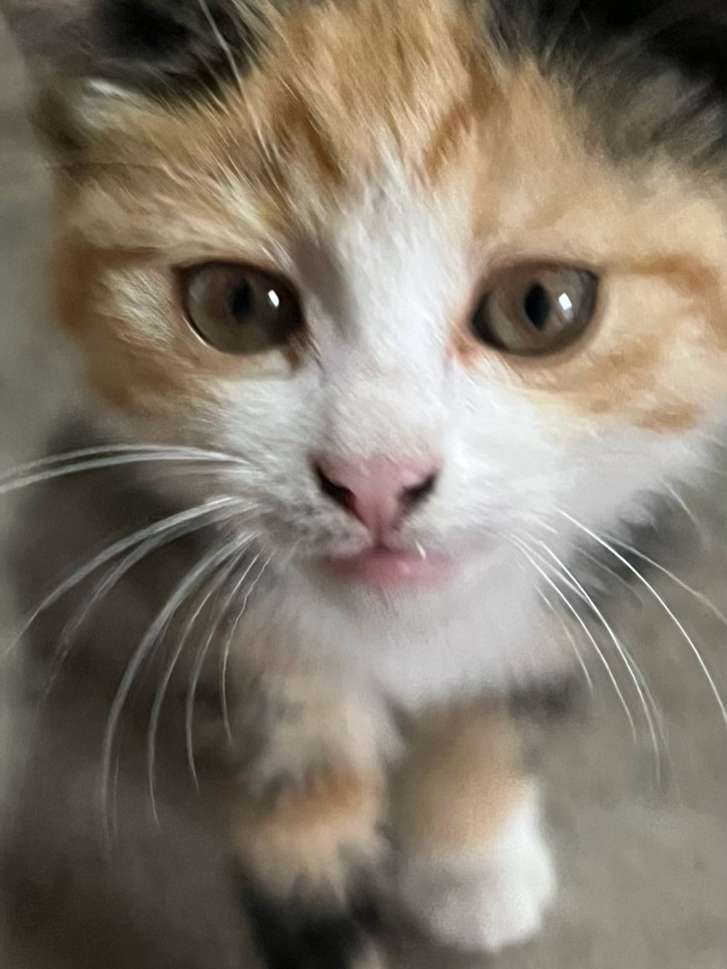 突袭一只小猫咪，邻居家跑来的，不怕人不怕狗