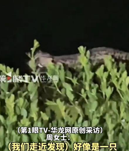 “细思极恐！”陕西，一女子去河边夜钓，结果，却在河里看到一只猫咪，她赶紧用渔网把