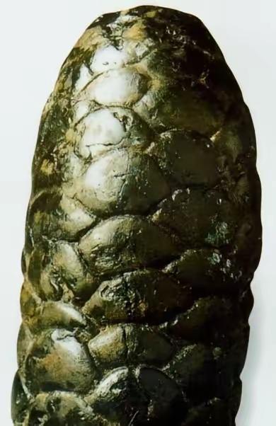 1973年，宁夏一对年轻的夫妻，天没亮就出门赶集，走在前方的丈夫突然听到一声惨叫