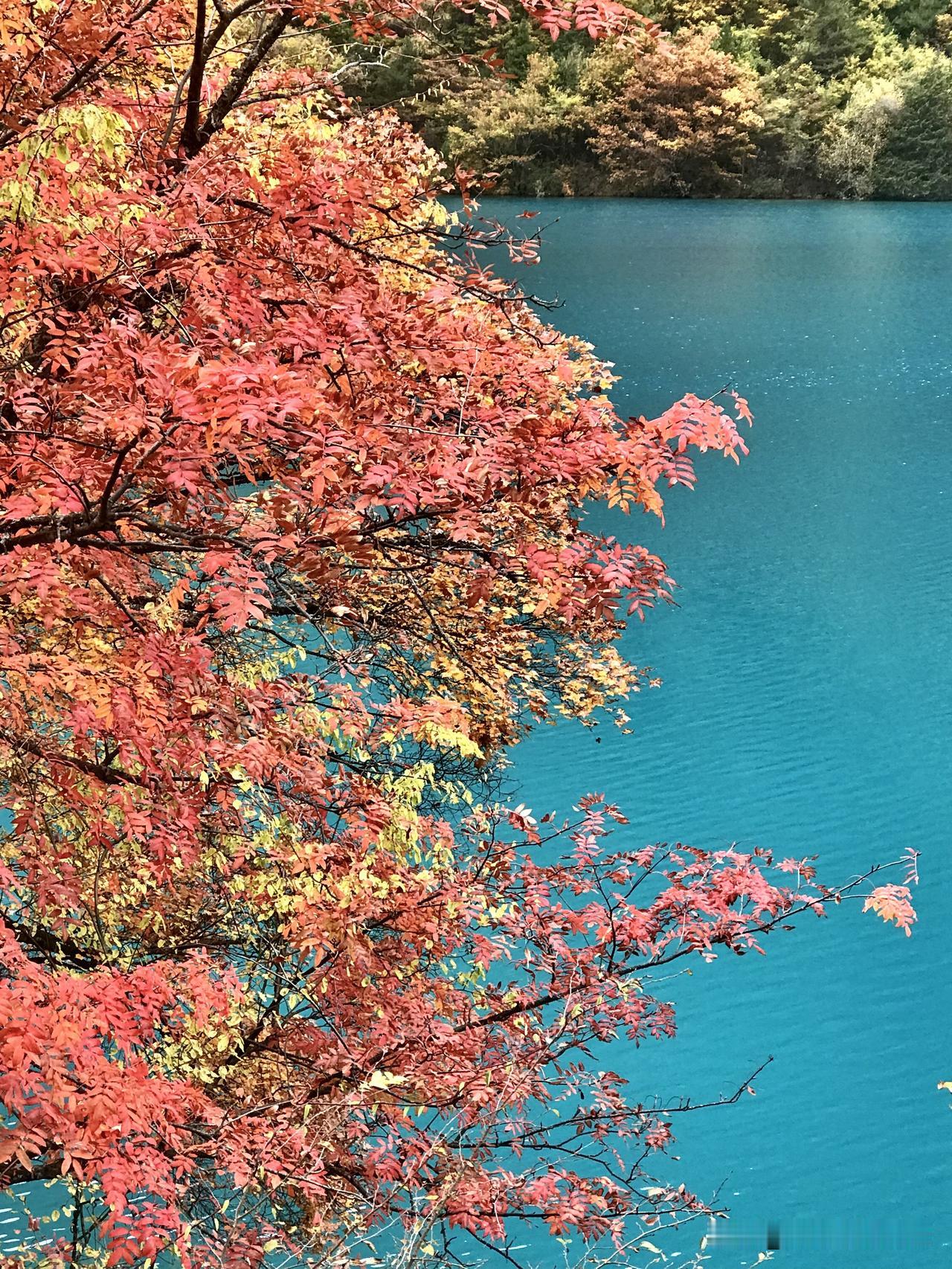 九寨沟的深秋有多美呢？我词穷。用打翻了的调色板来形容它，用漫山红遍，层林