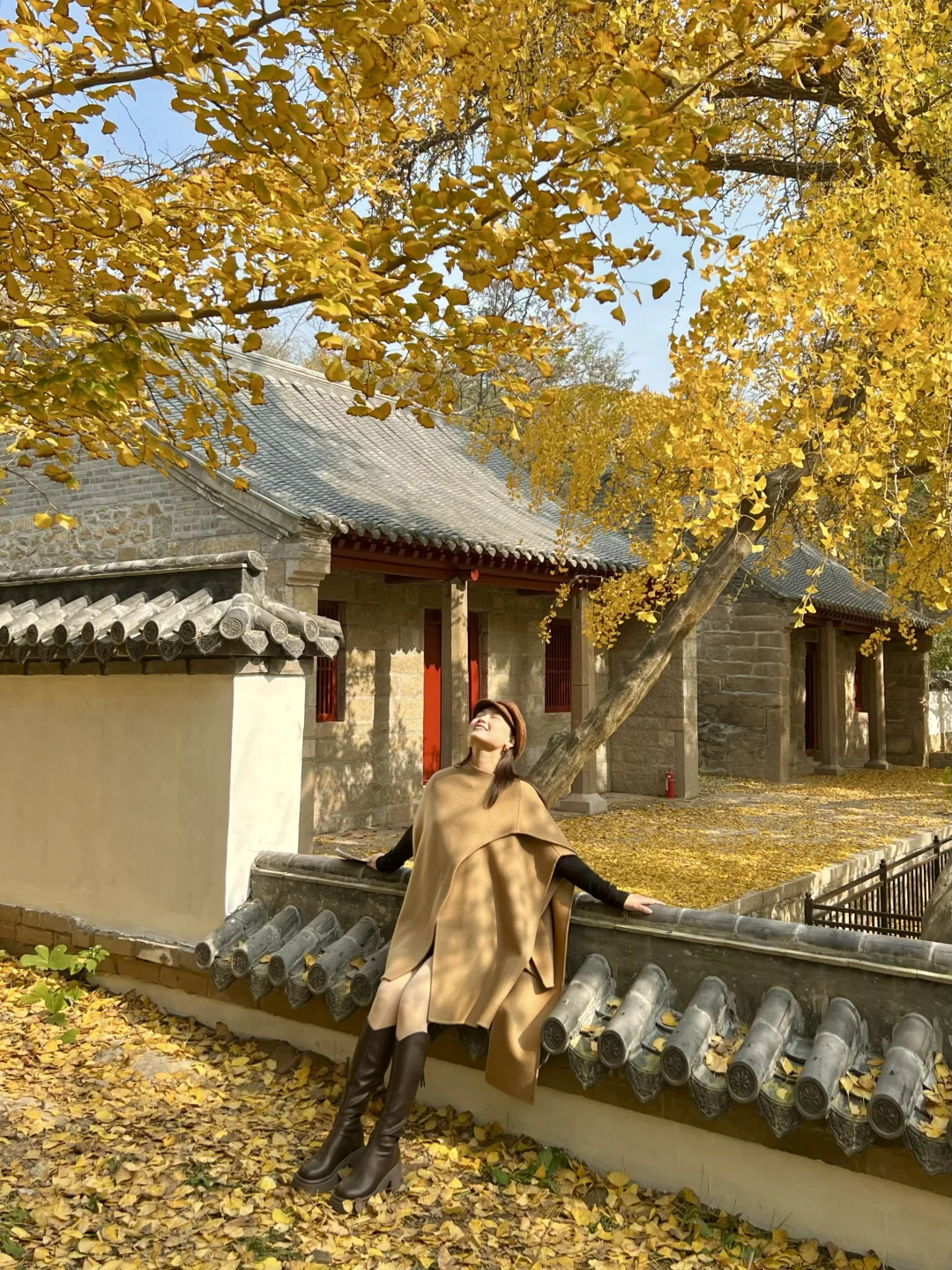 11.13实拍live！🍂青岛的百年银杏简直美疯了