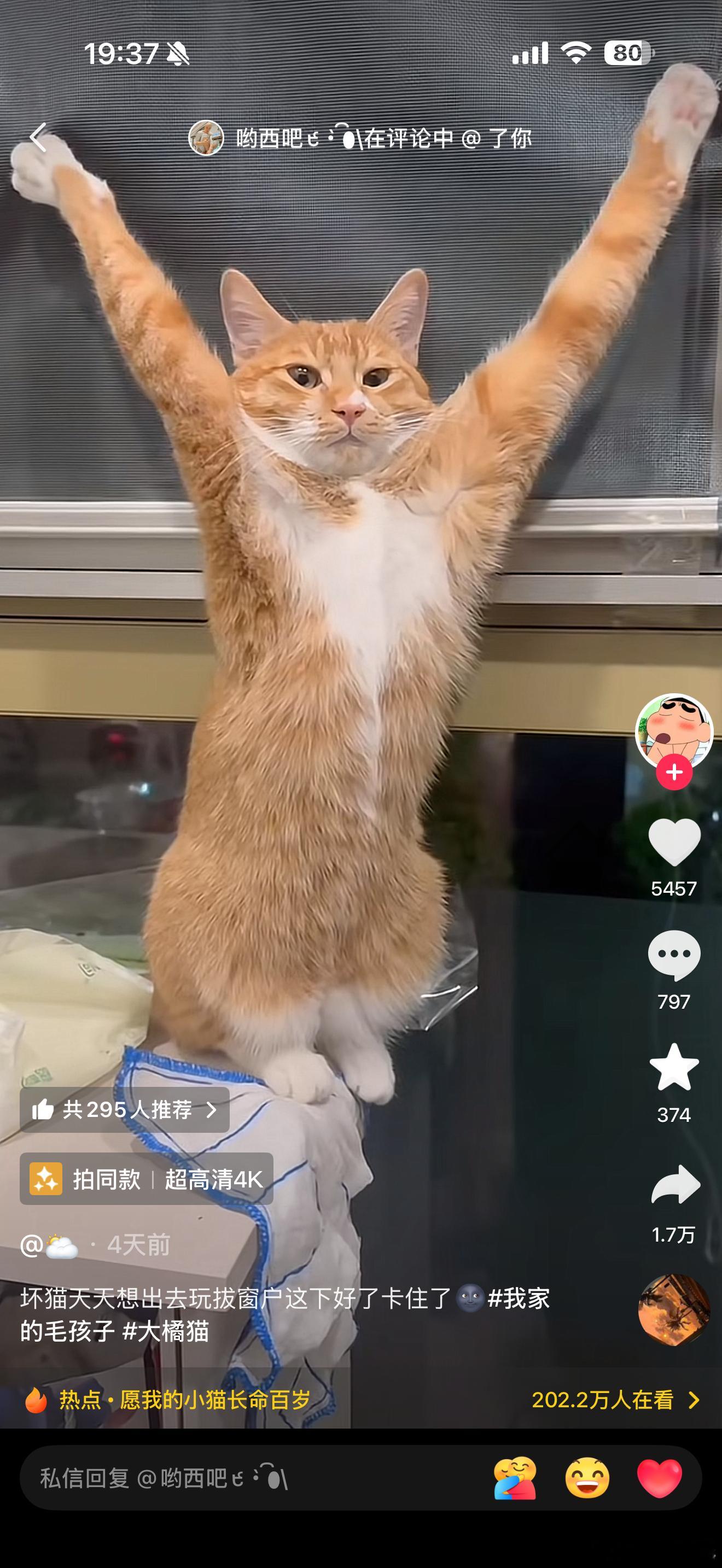猫都要学能哥！真顶流啊！​​​