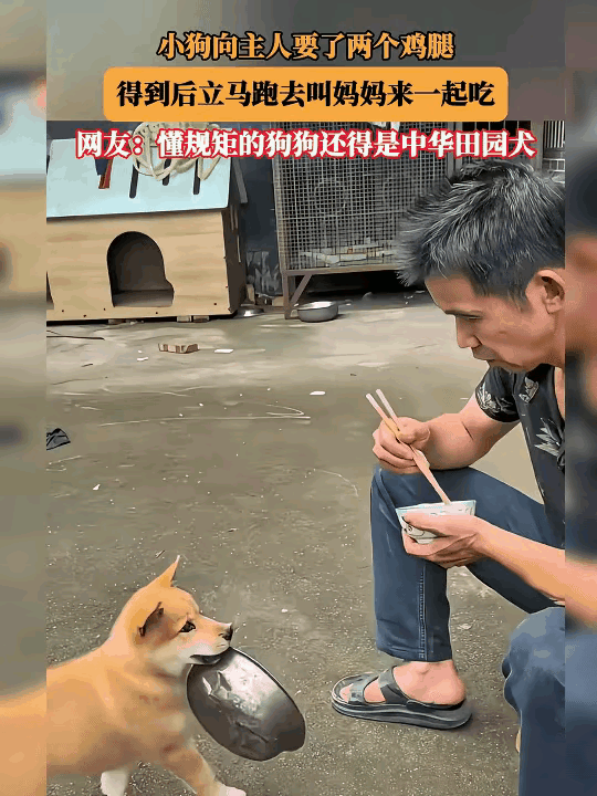 谁看完这段画面不心生惭愧，小动物的孝心纯粹又戳心。小土狗找主人