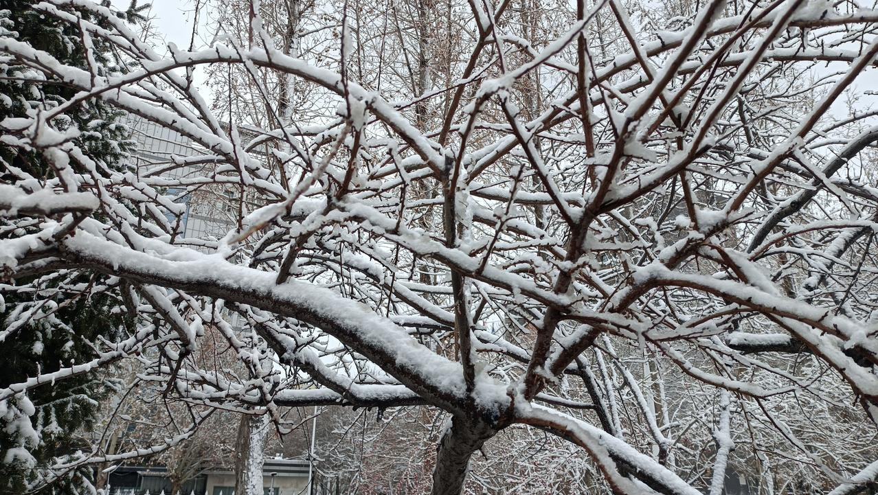 嫁出去的菇凉，商量着轮流回家过年，固然一年一家是好的，但是这都建立在独生子女或家