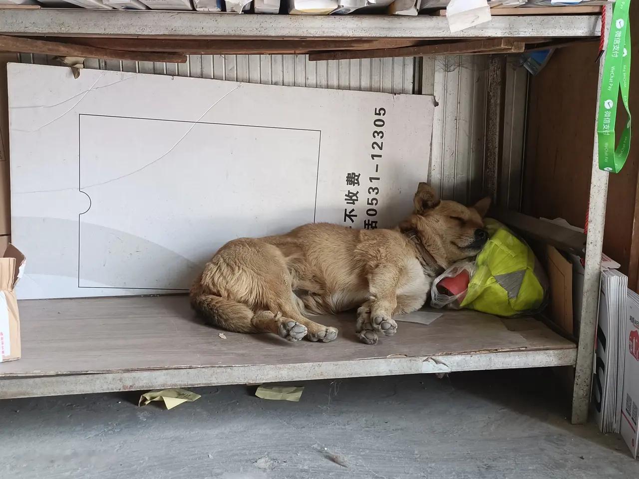 狗狗睡觉的样子真可爱！[比心]​​​