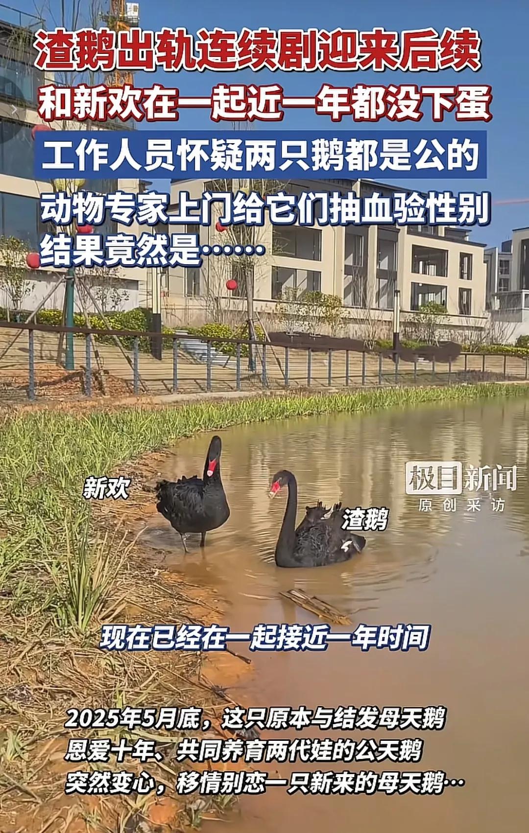 武汉天外天小镇黑天鹅出轨事件来后续了。[笑着哭][笑着哭]渣鹅这下实锤了，对小三鹅是