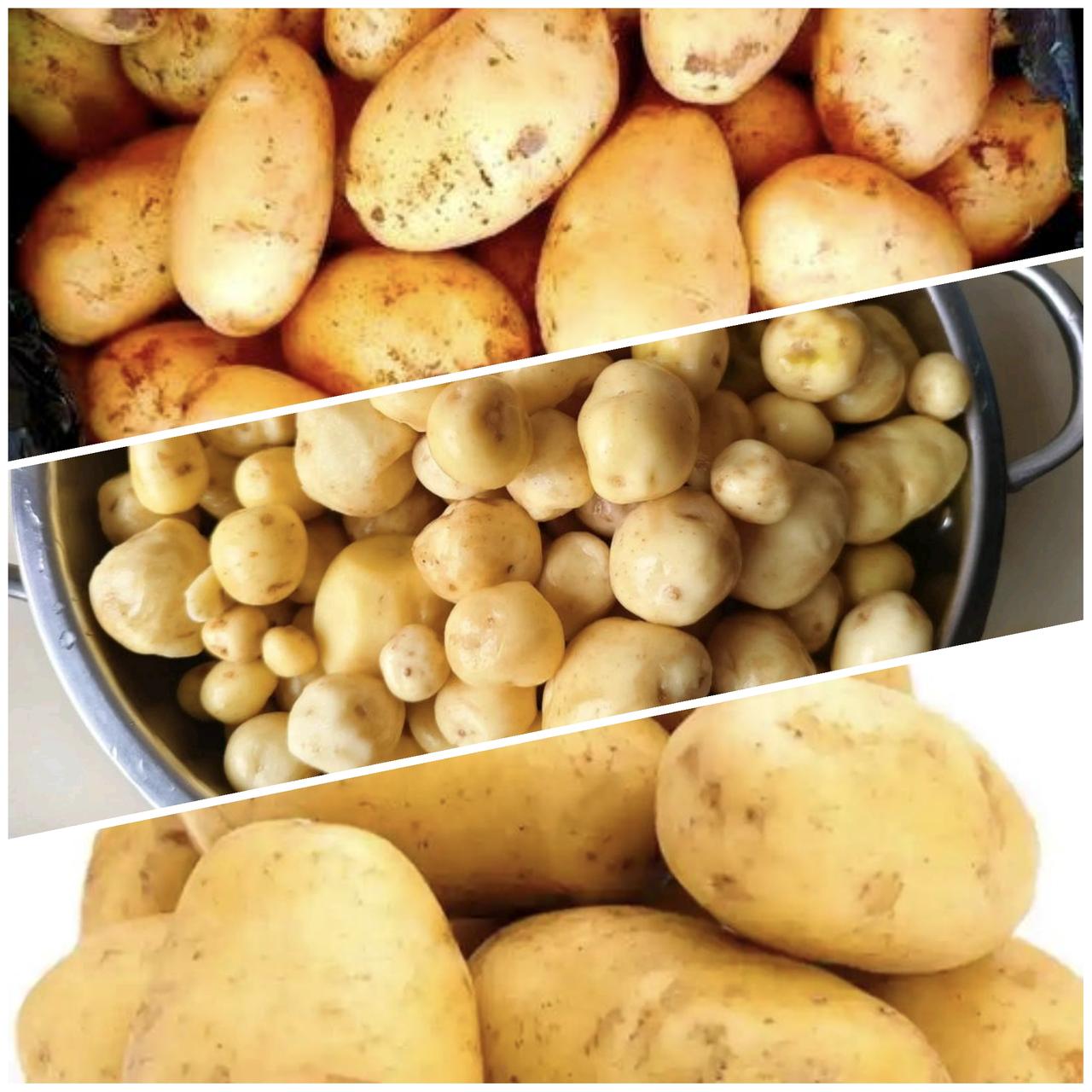 我同事说，他只喜欢吃洋芋，完全不喜欢吃土豆。把我惊呆了，我说，洋芋不就是土豆吗？