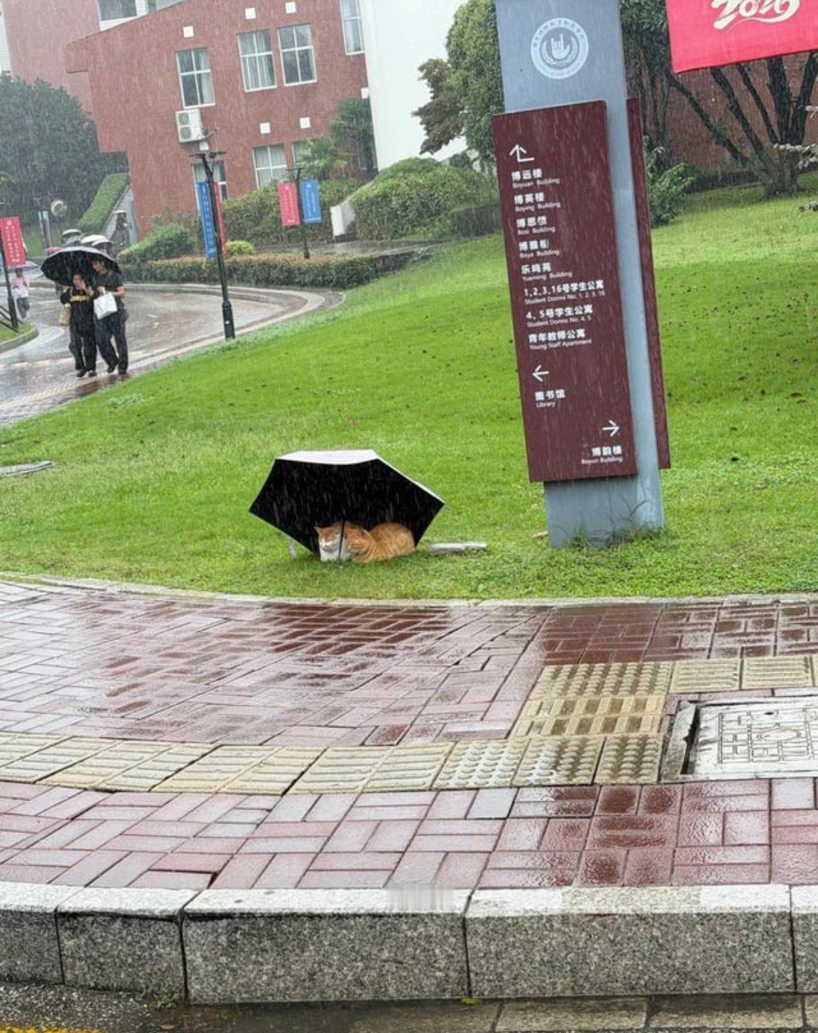 南京特殊教育师范学院给🐱打伞的图，在推上火了​​​