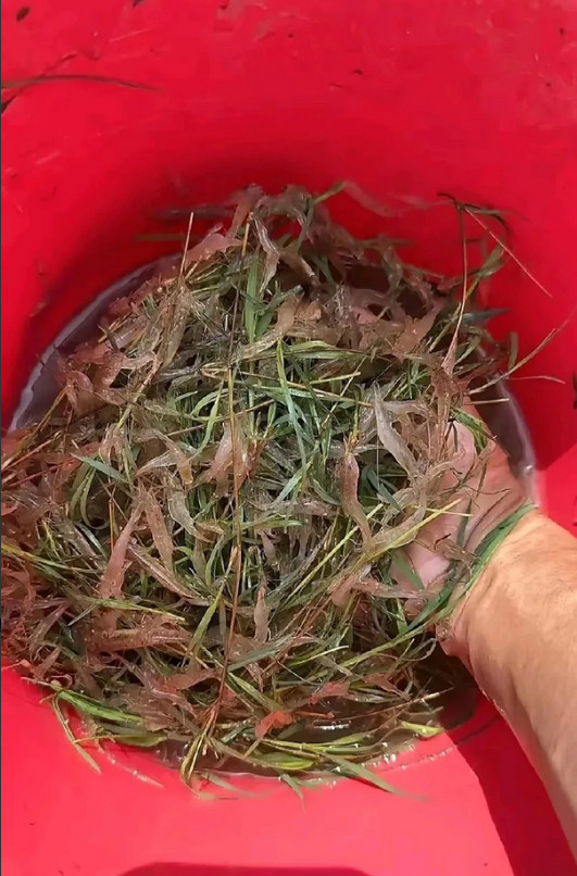 菜市场摆摊的阿姨说剩下这点河虾卖我20块钱一斤。你们说这贵不贵？
