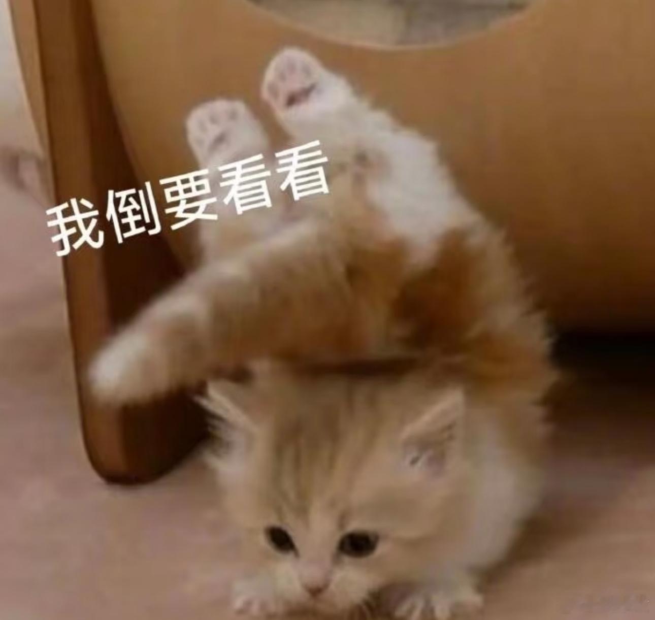 我的分享欲：一点鸡毛蒜皮的事先拍照发送给正在聊天的朋友再逐条选中转发给其他朋友
