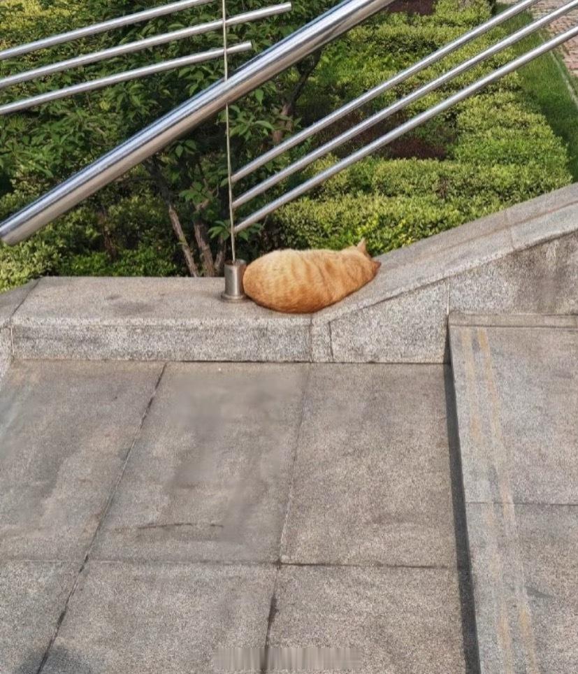 把斜坡当枕头的猫咪🐈看到这一幕真的会哈特软软生活碎碎念我的精神状态凉好​​​