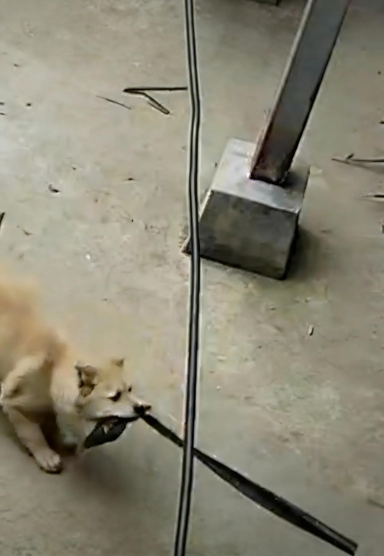 3个月15斤小狗挨主人揍，拉三轮车撞汽车，它真是在报复吗？刚挨完主人的打骂，