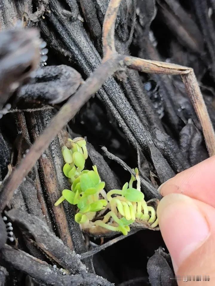 看这是啥？芝麻呀！哎呀呀呀！发芽啦！从播种到收获，几个月忙了一堆芽。还不