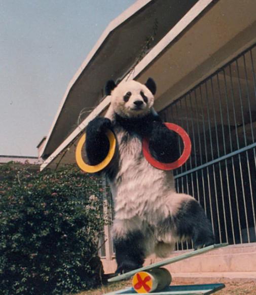 1984年，四川一位名叫李兴玉的农妇在山里砍柴时，发现了一只被冻僵的大熊猫。