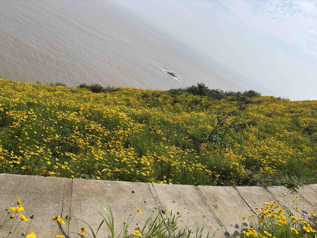 海边的野花盛开，美不胜收！🌊🌼