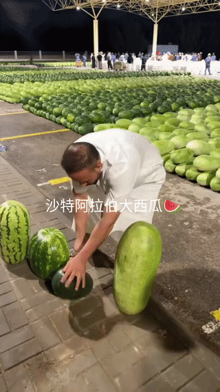 沙特阿拉伯虽然干旱缺水，但是那里种植出的瓜果品质却很高。尤其是那里的大西瓜🍉