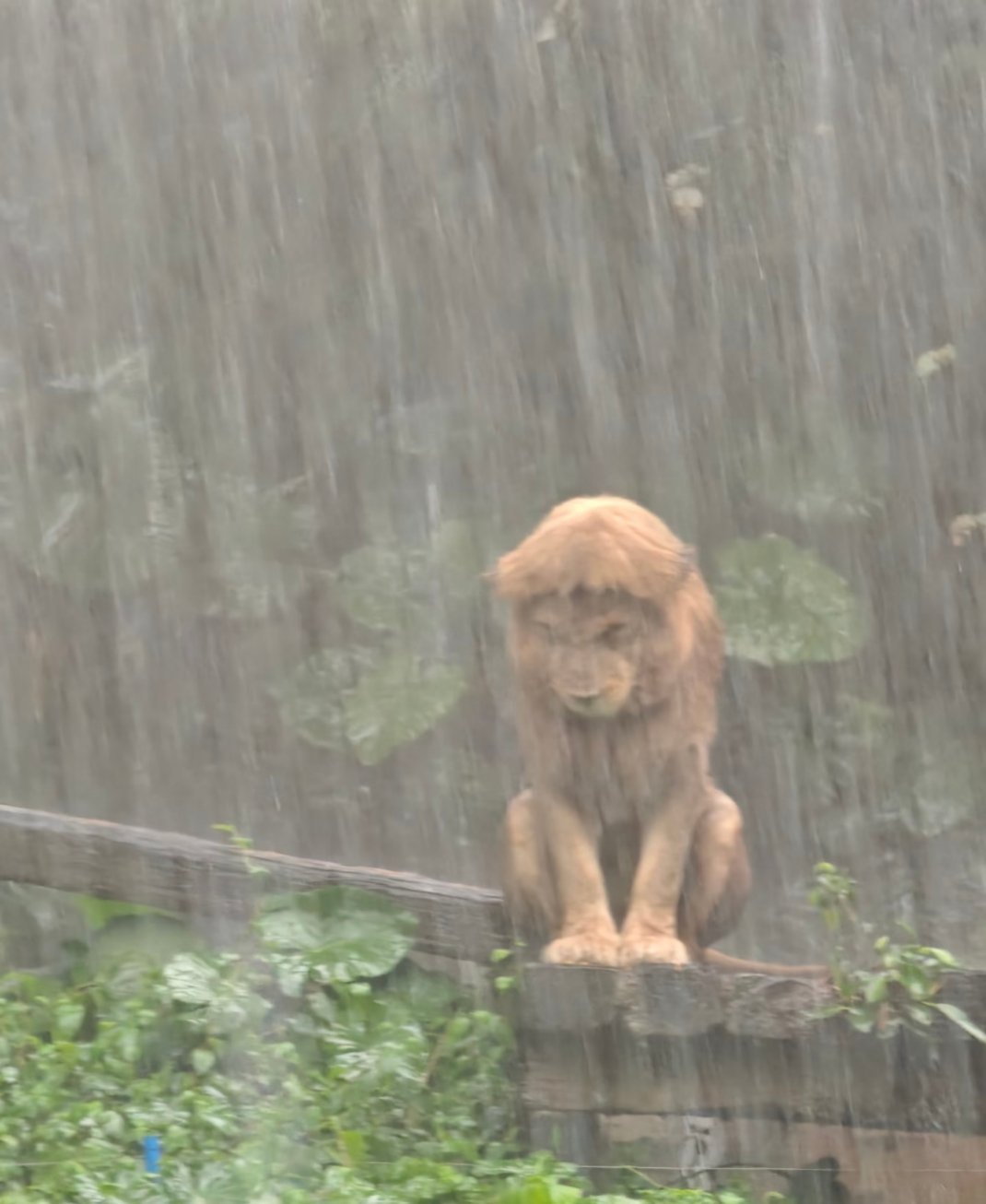 🦁：就让这大雨全都落下~