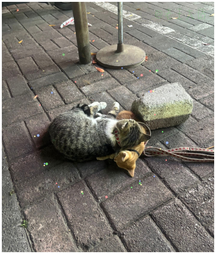 拒绝猫界霸凌