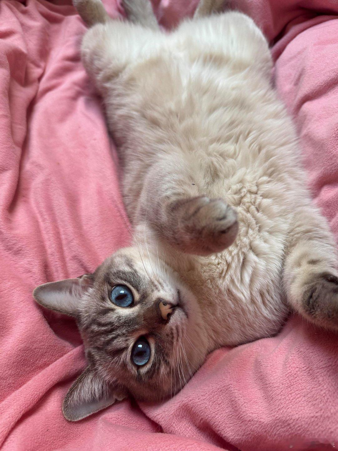 猫眼石的现实版​​​