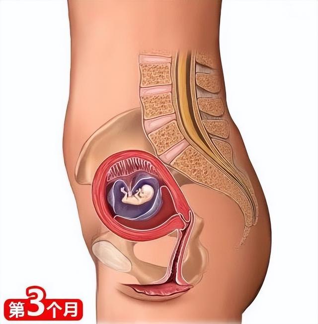 怀胎十月,胎儿在妈妈肚子是咋长大的?10张高清图带你了解