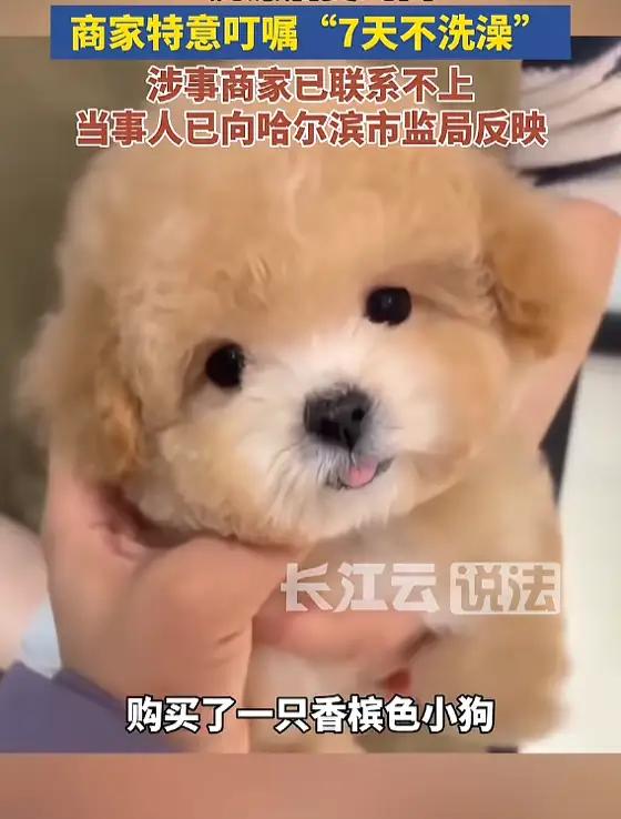 “这哪是养狗，这是抽盲盒啊！”黑龙江老哥1400元买个“香槟色”梦，洗澡洗出一肚